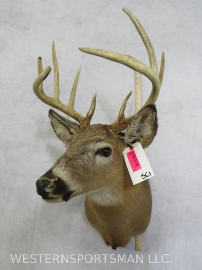 WHITETAIL SH MT TAXIDERMY