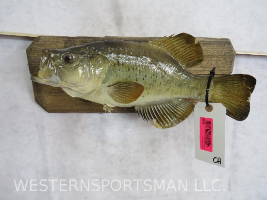 REAL SKIN CRAPPIE FISH MT TAXIDERMY
