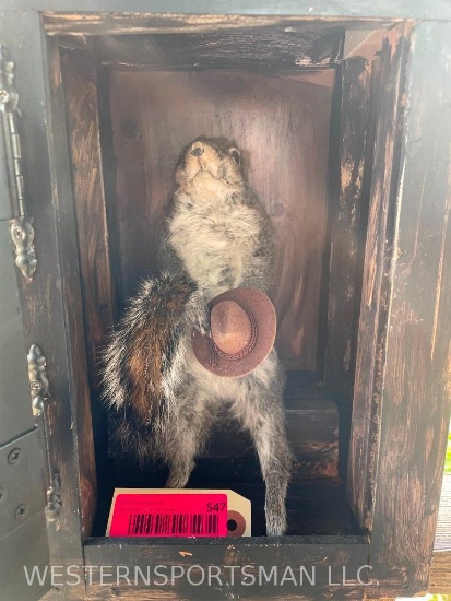 Squirrel, in wood "Out House" GREAT Oddity Taxidermy