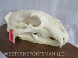 REALLY NICE COMPLETE POLAR BEAR SKULL ON PLAQUE *US RES*