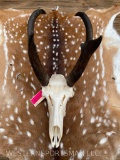 Very Nice, Pronghorn Antelope skull! Professionally cleaned and whitened great Taxidermy