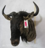 WILDEBEEST SH MT TAXIDERMY