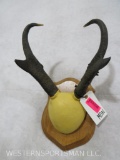 MOUNTED PRONGHORN HORNS ON PLAQUE TAXIDERMY