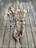Two, XX LG. Soft tanned Coyote hides/ furs, 55 to 60 inches long , Great Taxidermy = 2 x $