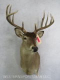 10 POINT WHITETAIL SH MT TAXIDERMY