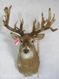 EXTRA HEAVY UNCOMMON WHITETAIL SH MT TAXIDERMY