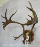 CARIBOU RACK ON PLAQUE TAXIDERMY
