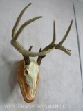 WHITETAIL EURO MT ON PLAQUE TAXIDERMY