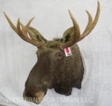 MOOSE SH MT TAXIDERMY