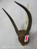 MOUNTED WATERBUCK HORNS TAXIDERMY