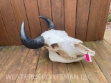 Huge Buffalo/ Bison FULL Skull & lower jaws, NICE, BIG - REAL Horns, Rare to see a complete skull