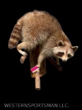 Life-size Raccoon on a limb, Hangs on the wall, Great Taxidermy , Nice mount