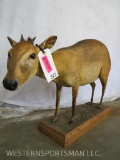 LIFESIZE RED DUIKER ON BASE TAXIDERMY