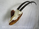 SCIMITAR HORN ORYX EURO MT ON WALL PEDESTAL *TX RES ONLY* TAXIDERMY