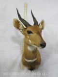 BUSHBUCK SH MT TAXIDERMY