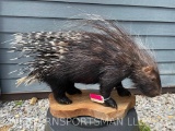 Rare, life-size, Africa Porcupine mount Great quills, and Taxidermy , Collectors