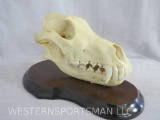 REALLY NICE COMPLETE WOLF SKULL ON PLAQUE TAXIDERMY