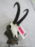 CHAMOIS EURO MT ON PLAQUE TAXIDERMY