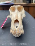 Large Old, Male Baboon skull, with ALL teeth, little worn Great taxidermy