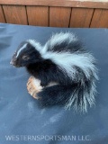 Super cute little baby skunk, on a wood base Great- NEW Taxidermy
