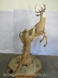 Lifesize Cougar attacking Whitetail on Base TAXIDERMY