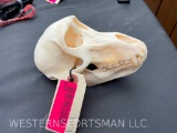 Very nice Female Baboon full skull, professionally cleaned great Taxidermy Decor