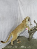 Really Nice Standing Mountain Lion TAXIDERMY