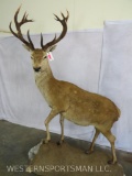Lifesize Red Stag on Plaque TAXIDERMY