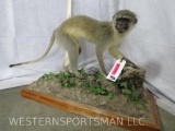 Super Cute Lifesize Vervet Monkey on Base TAXIDERMY