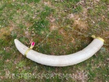 Awesome looking REPRO, Elephant, Single Tusk, with chain for hanging, very Real looking