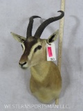 Sommerings Gazelle Sh Mt TAXIDERMY