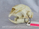 African Porcupine Skull ODDITY TAXIDERMY
