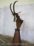 BEAUTIFUL SABLE PED MT TAXIDERMY