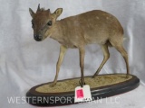 LIFESIZE BLUE DUIKER ON BASE TAXIDERMY