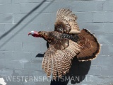 Beautiful - HUGE - Flying Turkey , Taxidermy mount GREAT log Cabin Decor