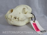 COMPLETE HYENA SKULL TAXIDERMY