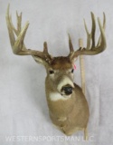 XL HEAVY WHITETAIL SH MT W/REPRODUCTION ANTLERS  TAXIDERMY