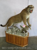 AMAZING MOUNTAIN LION ON VERY NICE BASE TAXIDERMY