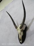 WATERBUCK EURO ON PLAQUE TAXIDERMY