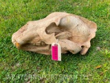 MONSTER - B & C Alaskan Brown Bear skull - ALL teeth has the LOOK and size of a Cave Bear! Taxidermy