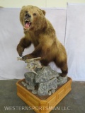 XL BROWN BEAR ON ROCK AND WOODEN BASE TAXIDERMY