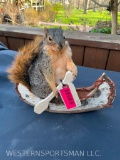 Awesome looking Fox Squirrel, paddling in a birch bark canoe Great - NEW- Taxidermy