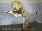 ABSOLUTELY AMAZING LIFESIZE LEAPING LION *TX RES ONLY* TAXIDERMY
