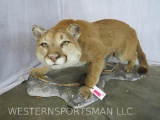 MOUNTAIN LION ON BASE TAXIDERMY