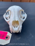 Huge Alaskan Lynx full Skull, complete with ALL teeth oddity Taxidermy
