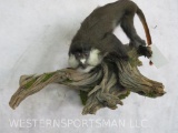 RARE NEW Red Tailed Guenon ODDITY TAXIDERMY