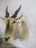 KUDU SH MT TAXIDERMY