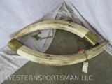 Reproduction Elephant Tusks/Ivory TAXIDERMY
