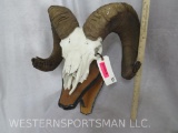 RAM SKULL ON PLAQUE TAXIDERMY