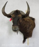 BLACK KWILDEBEEST WALL PEDESTAL TAXIDERMY